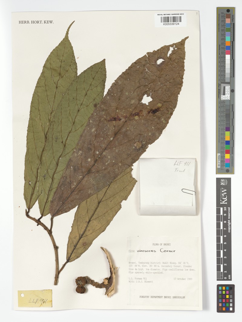 Ficus virescens photo 3