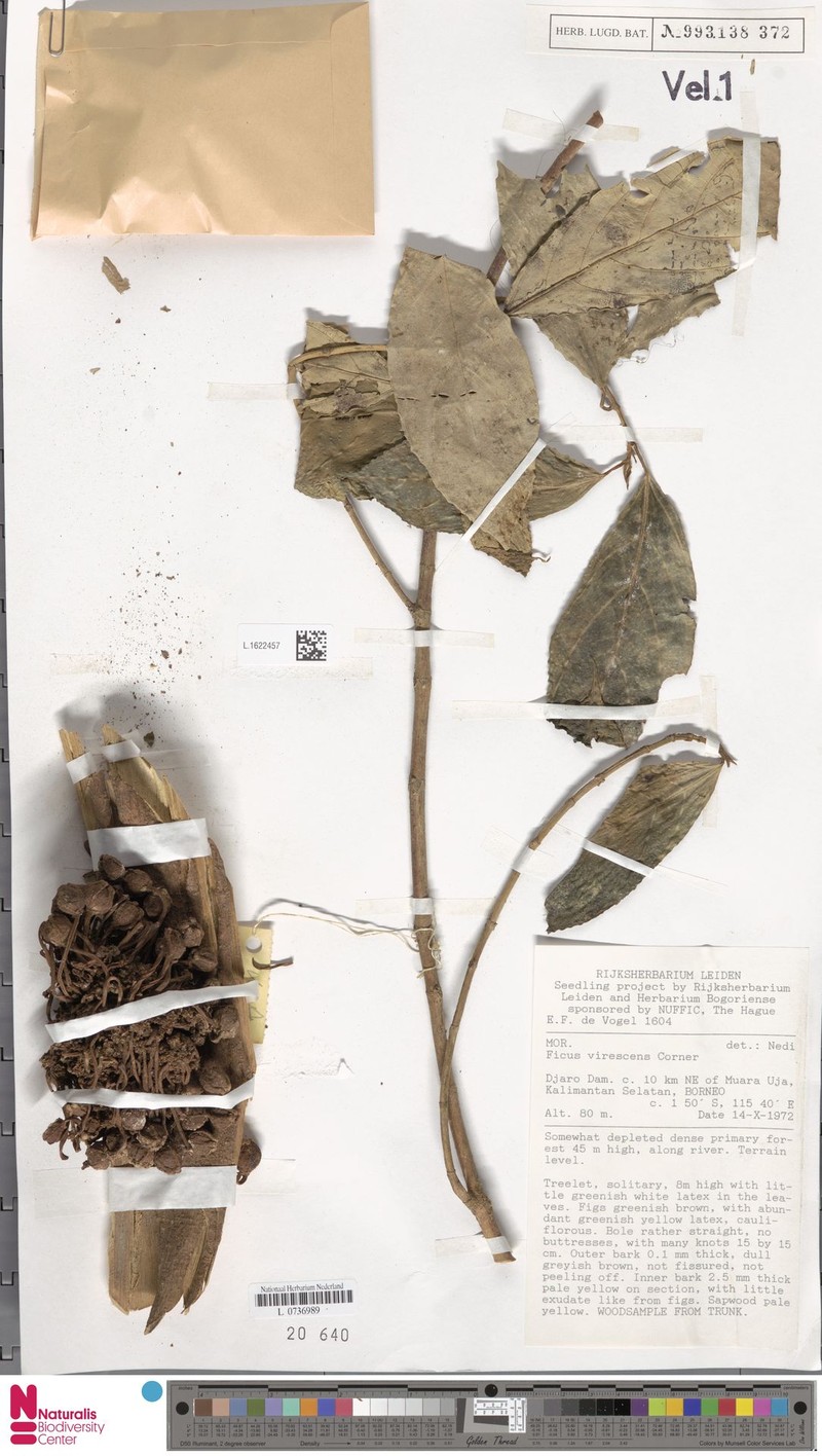 Ficus virescens photo 4