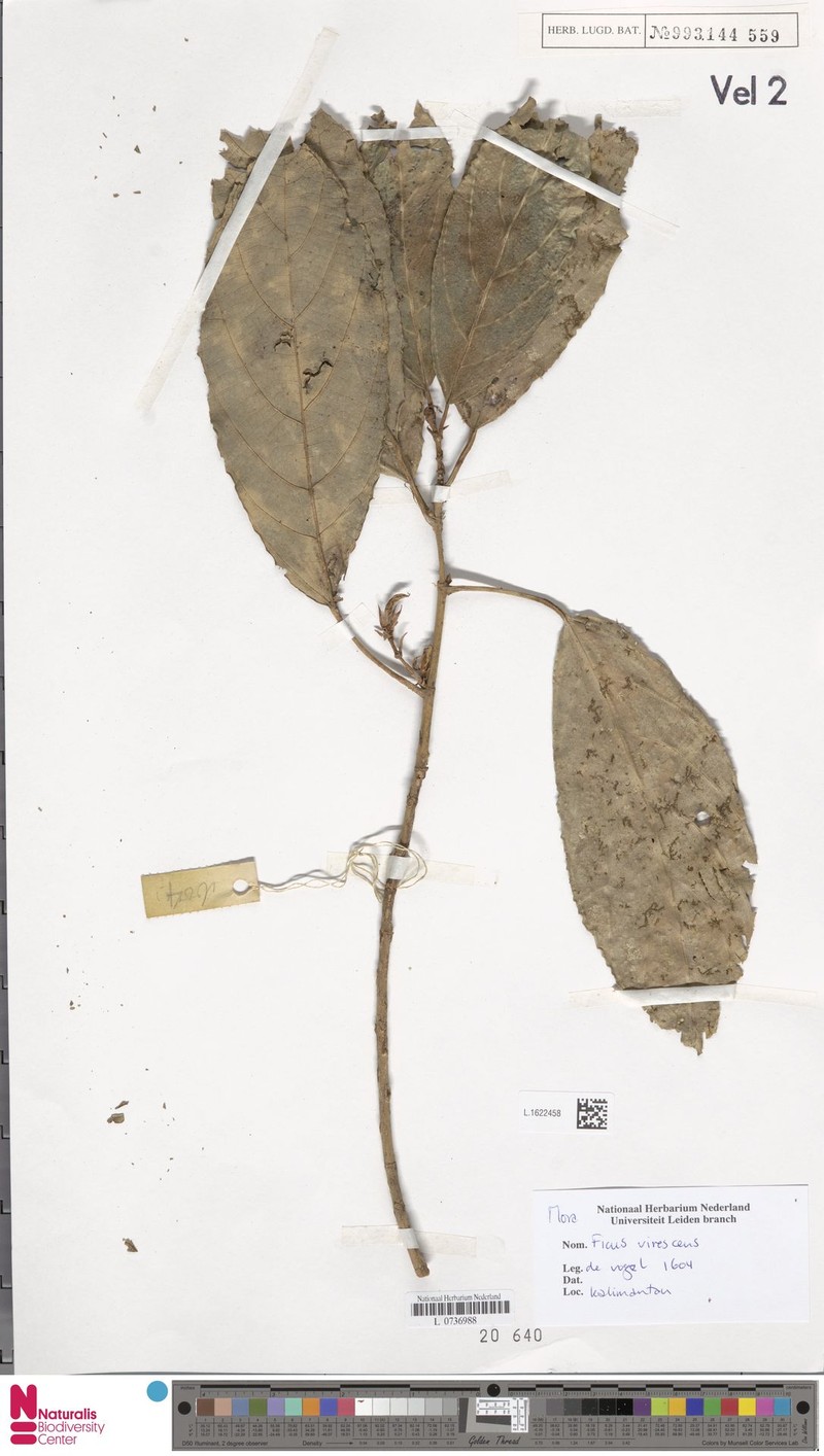 Ficus virescens photo 5
