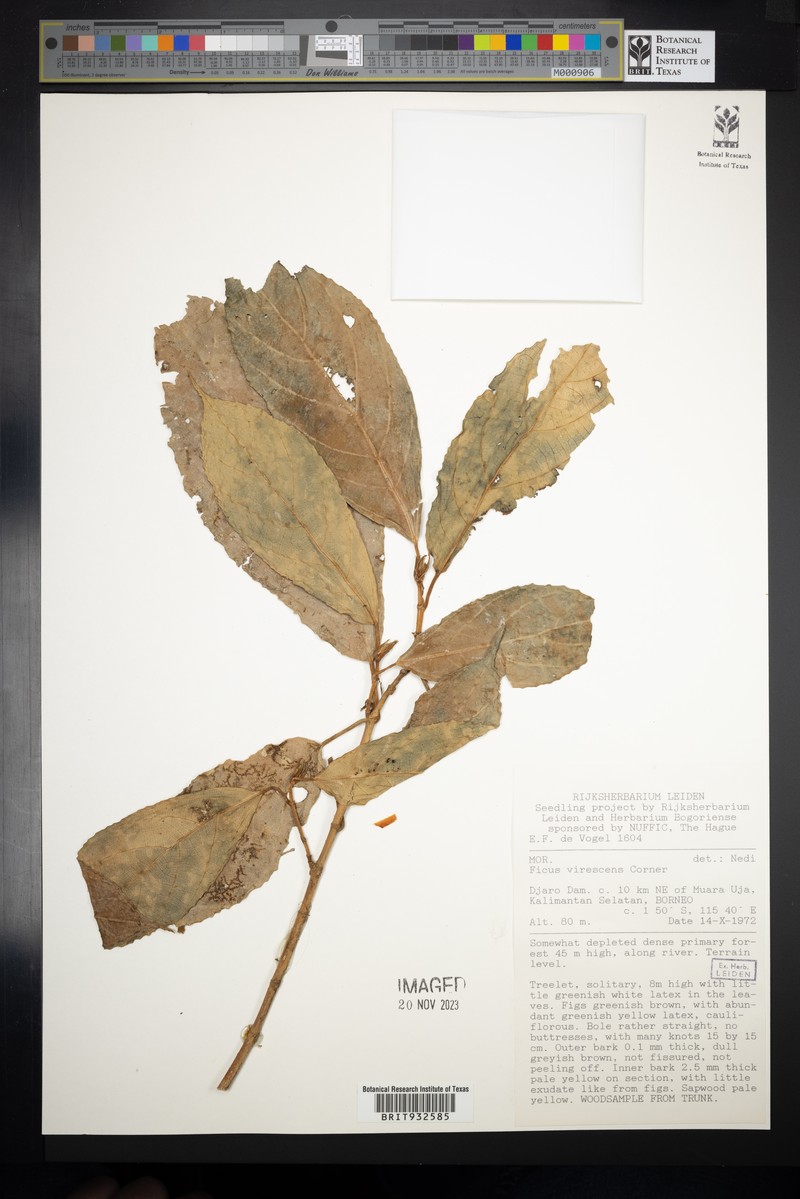 Ficus virescens photo 6