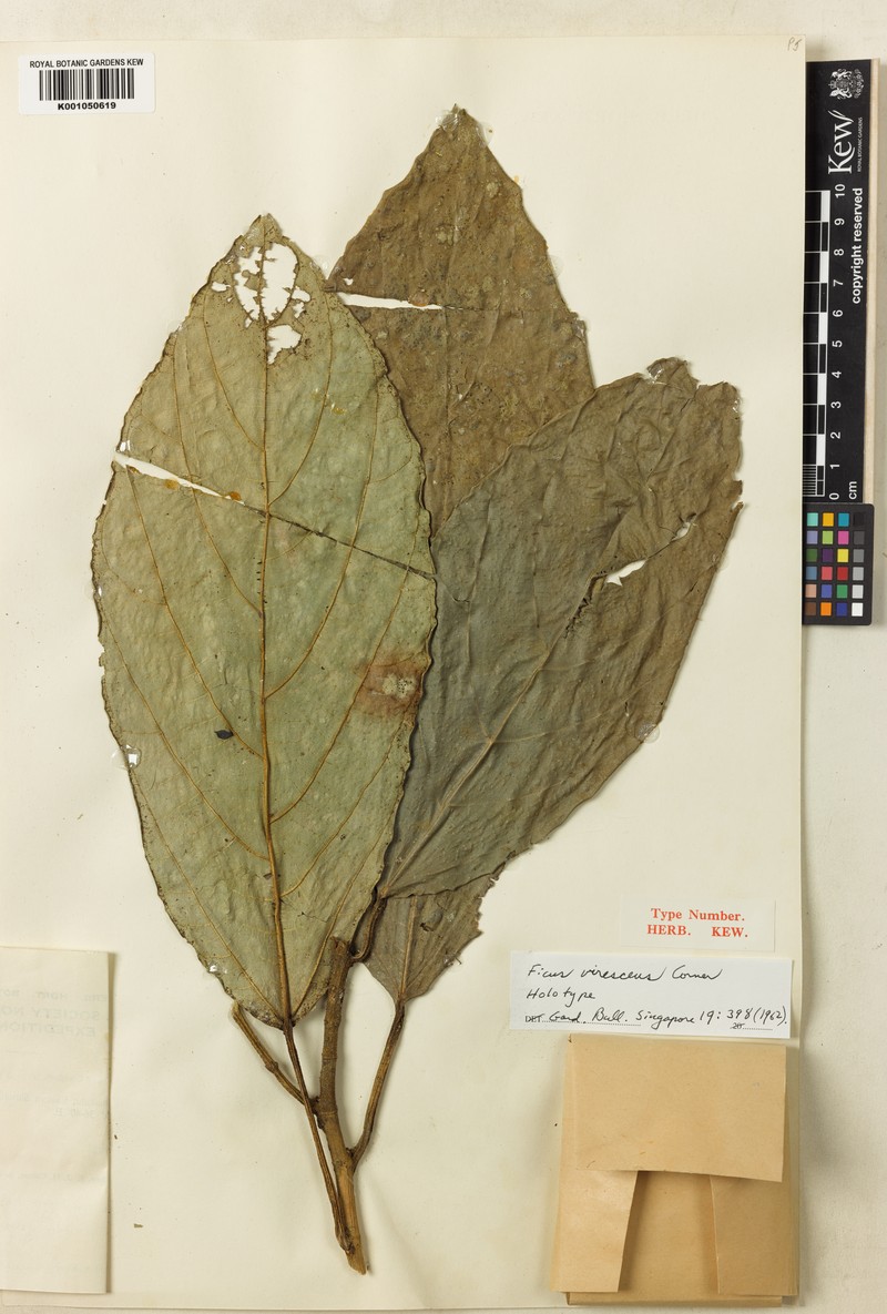 Ficus virescens photo 7