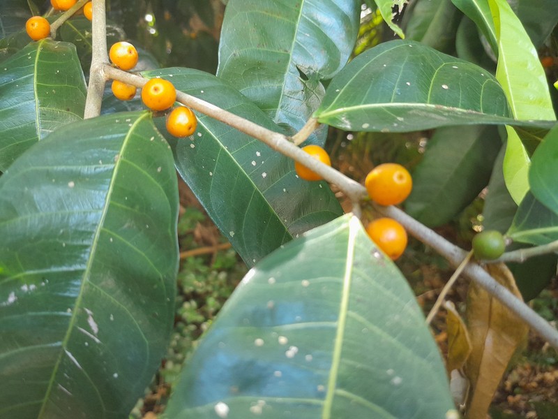 Ficus virgata