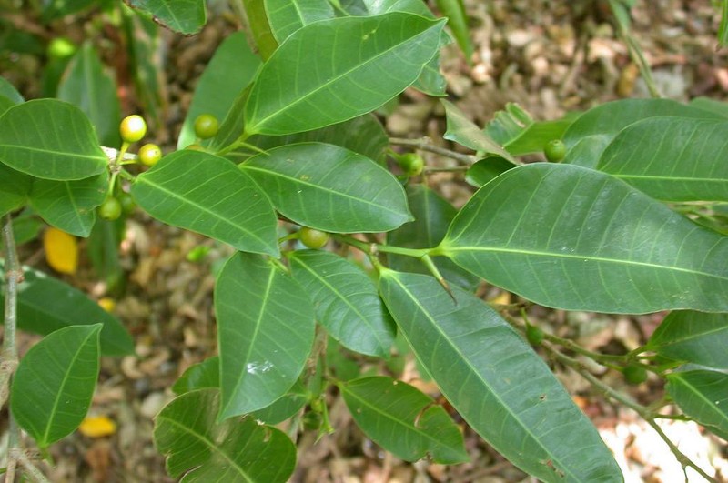 Ficus virgata photo 2
