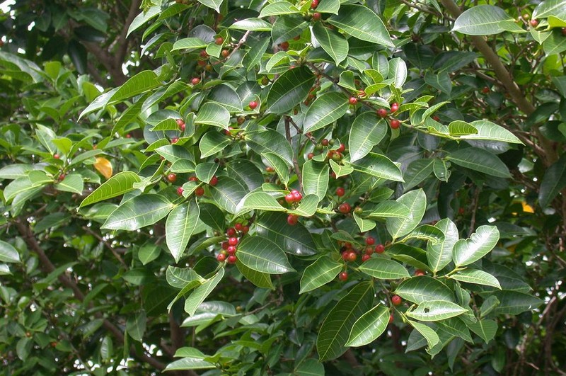 Ficus virgata photo 3