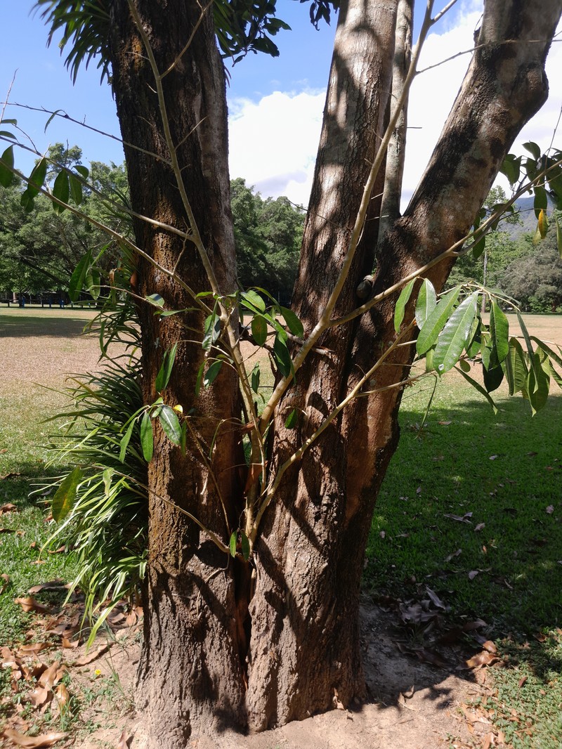Ficus virgata photo 4