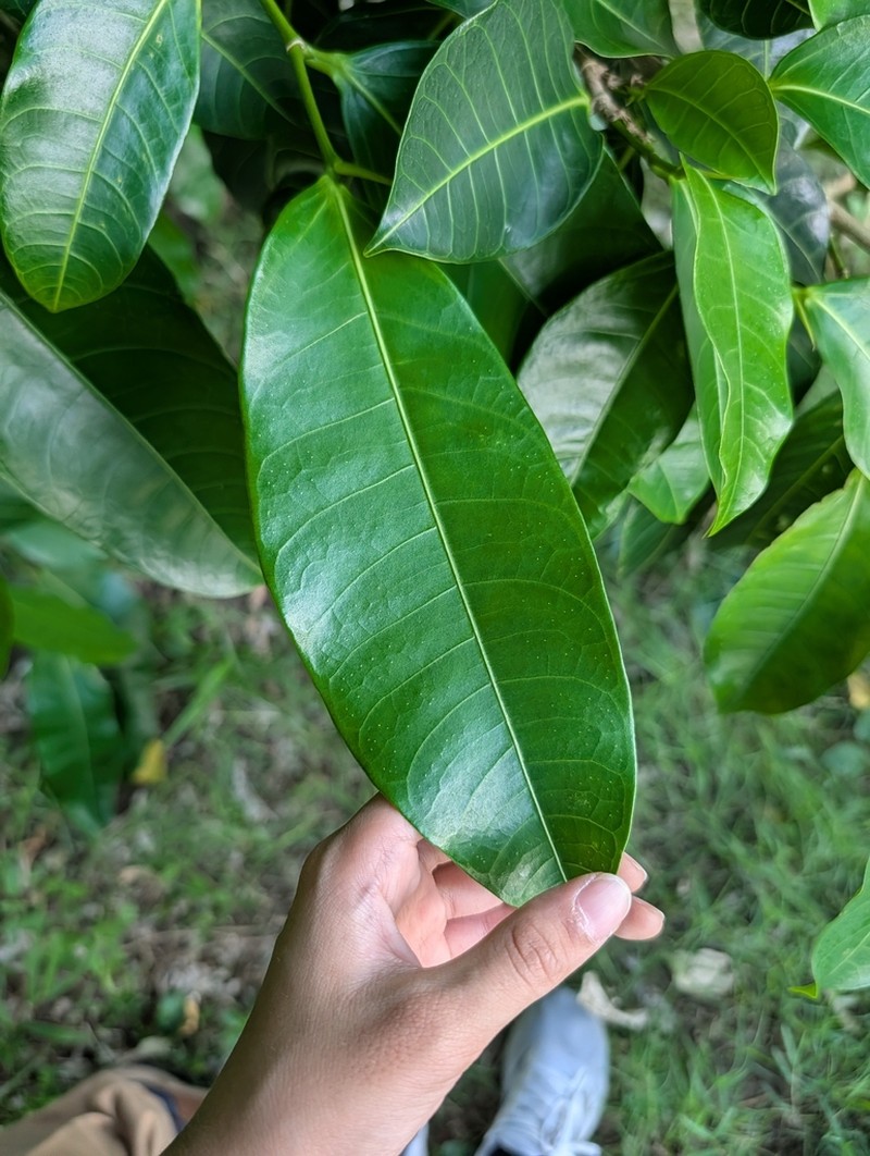 Ficus virgata photo 5