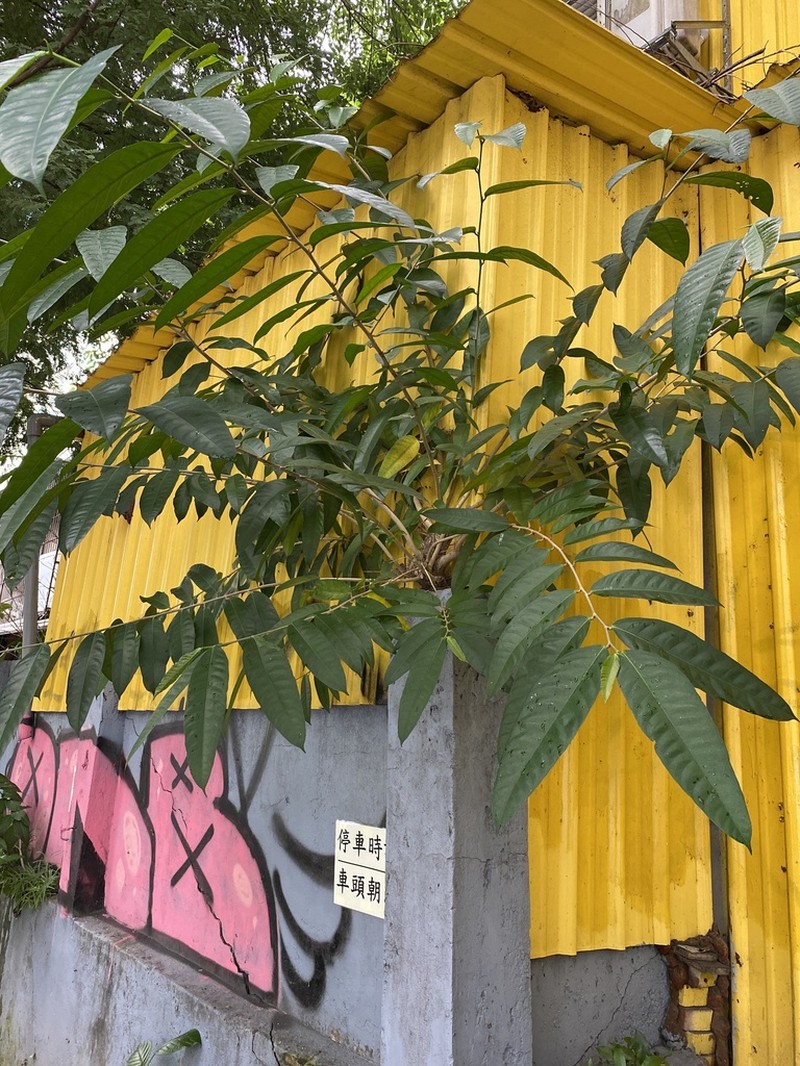 Ficus virgata photo 6
