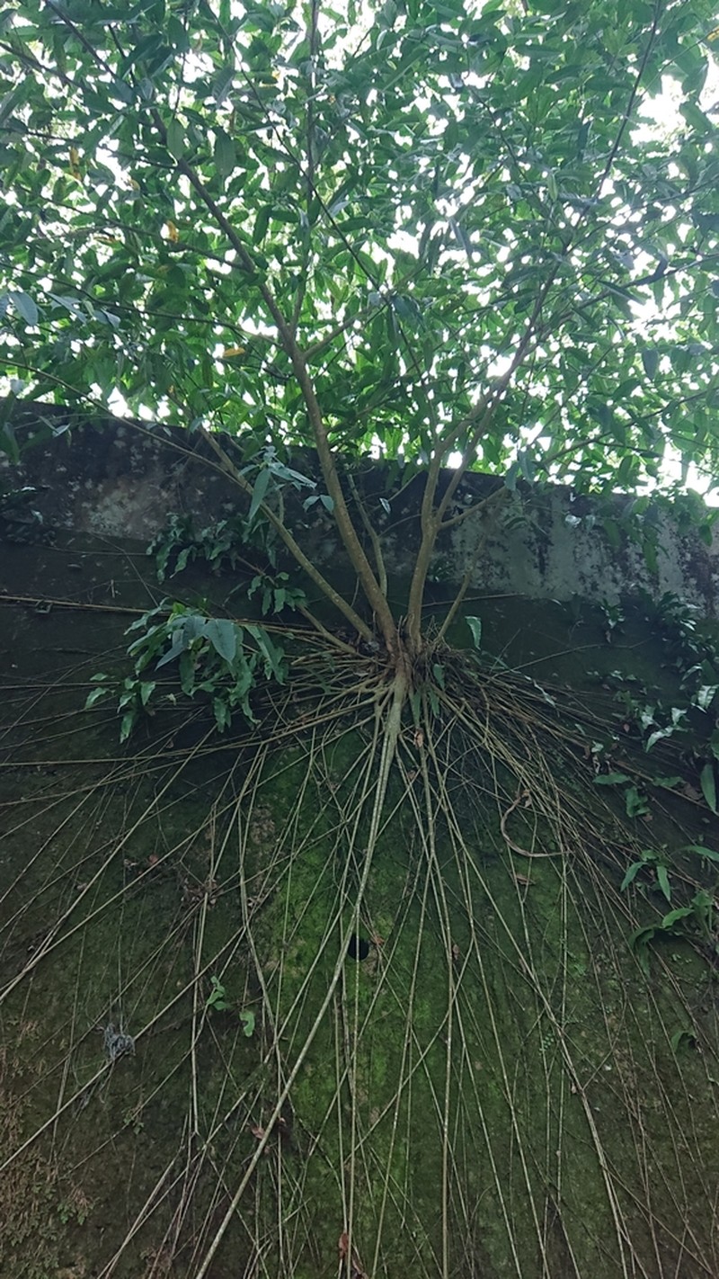 Ficus virgata photo 7