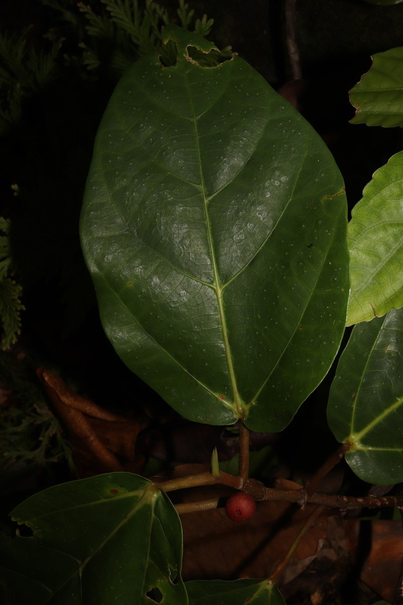 Ficus vitiensis photo 2