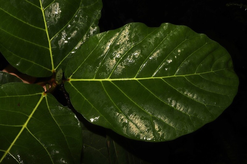 Ficus vitiensis photo 3