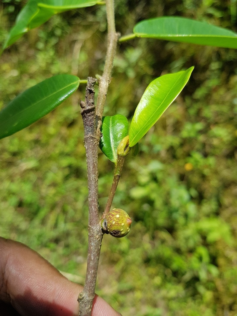 Ficus vittata