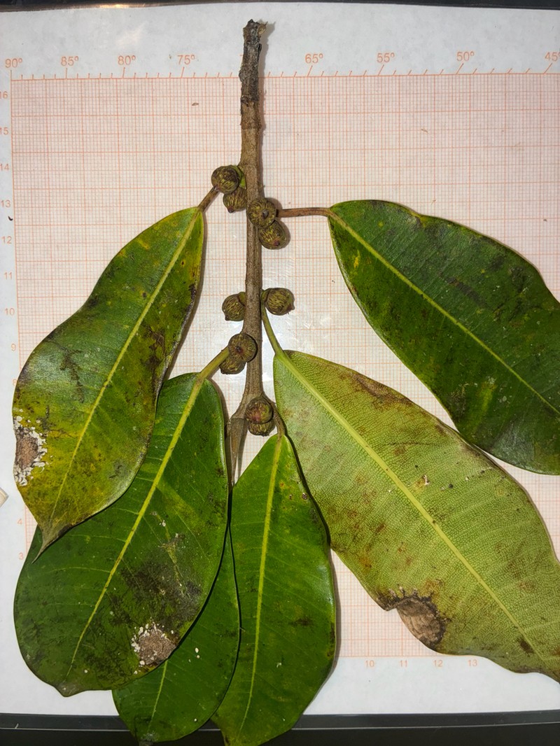 Ficus vittata photo 2