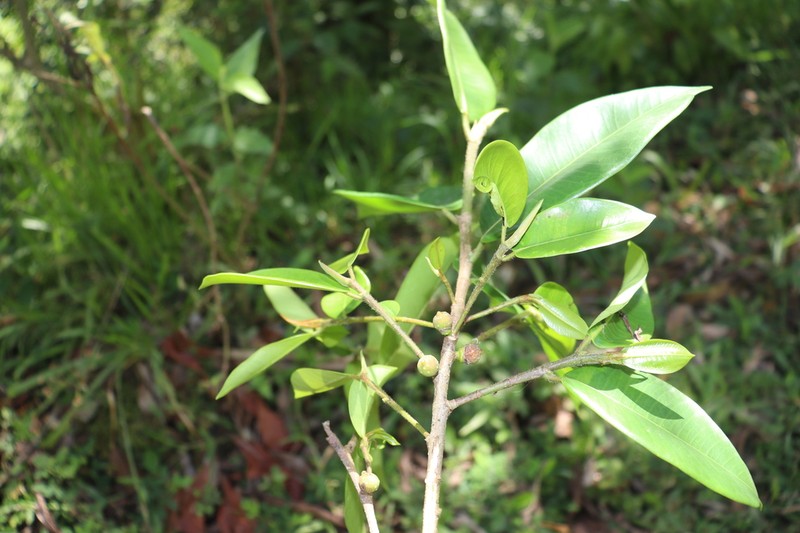 Ficus vittata photo 3