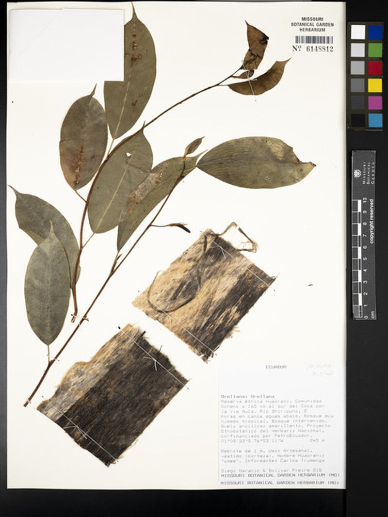 Ficus vittata photo 5