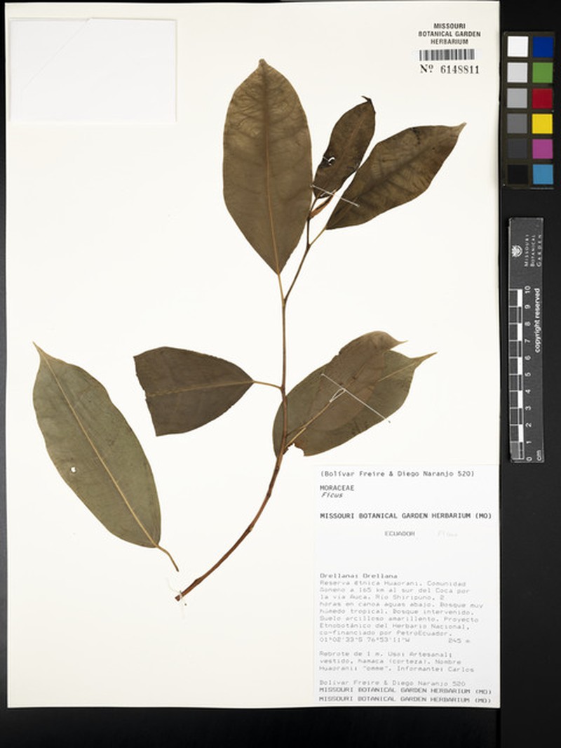 Ficus vittata photo 6