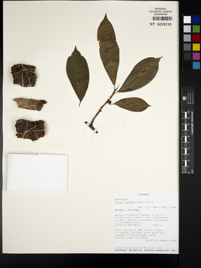 Ficus vittata photo 8