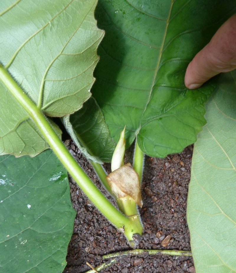 Ficus vogeliana