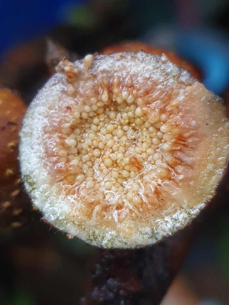 Ficus vogeliana photo 2