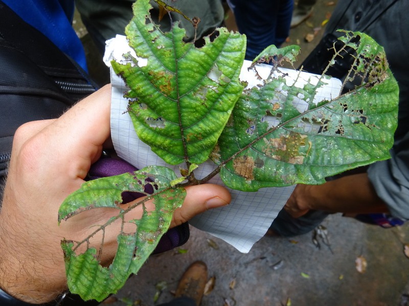 Ficus vogeliana photo 3
