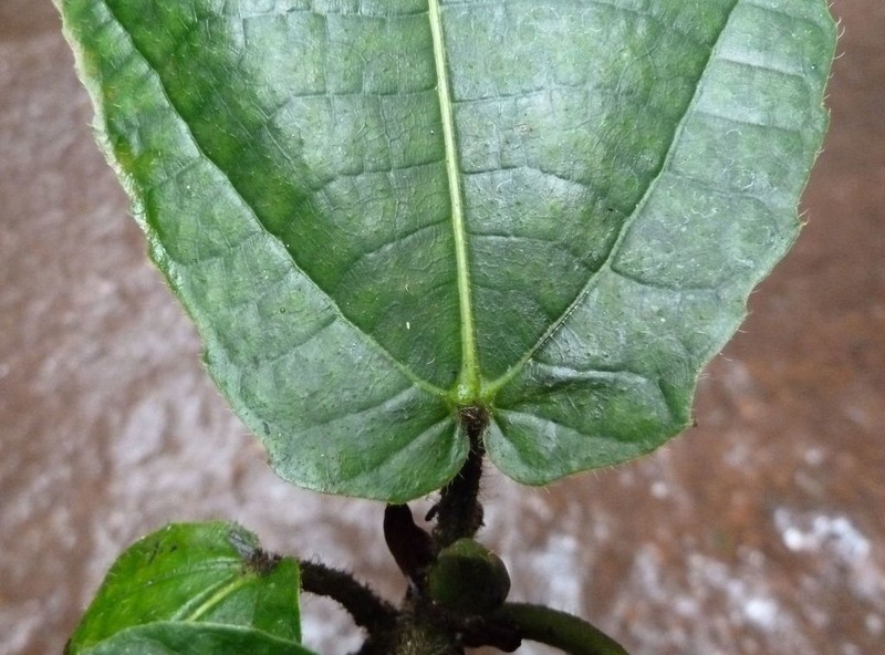Ficus vogeliana photo 4