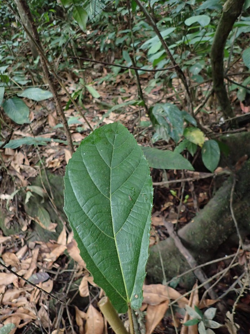 Ficus vogeliana photo 5