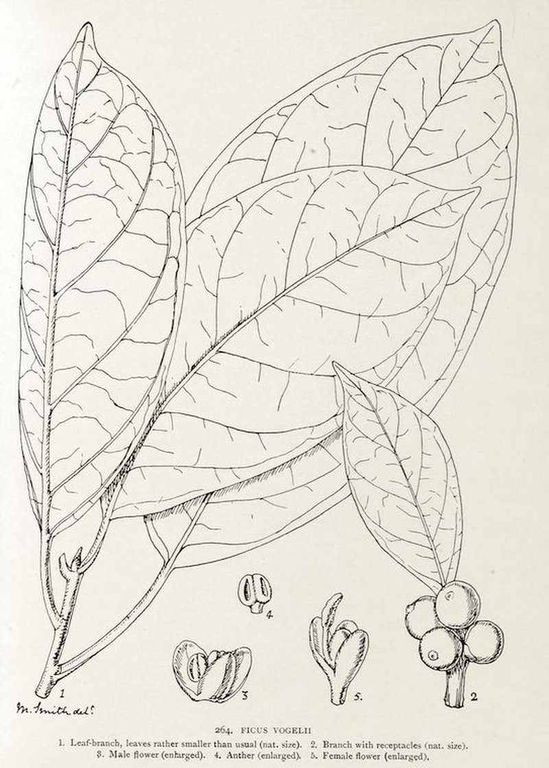 West African Rubbertree