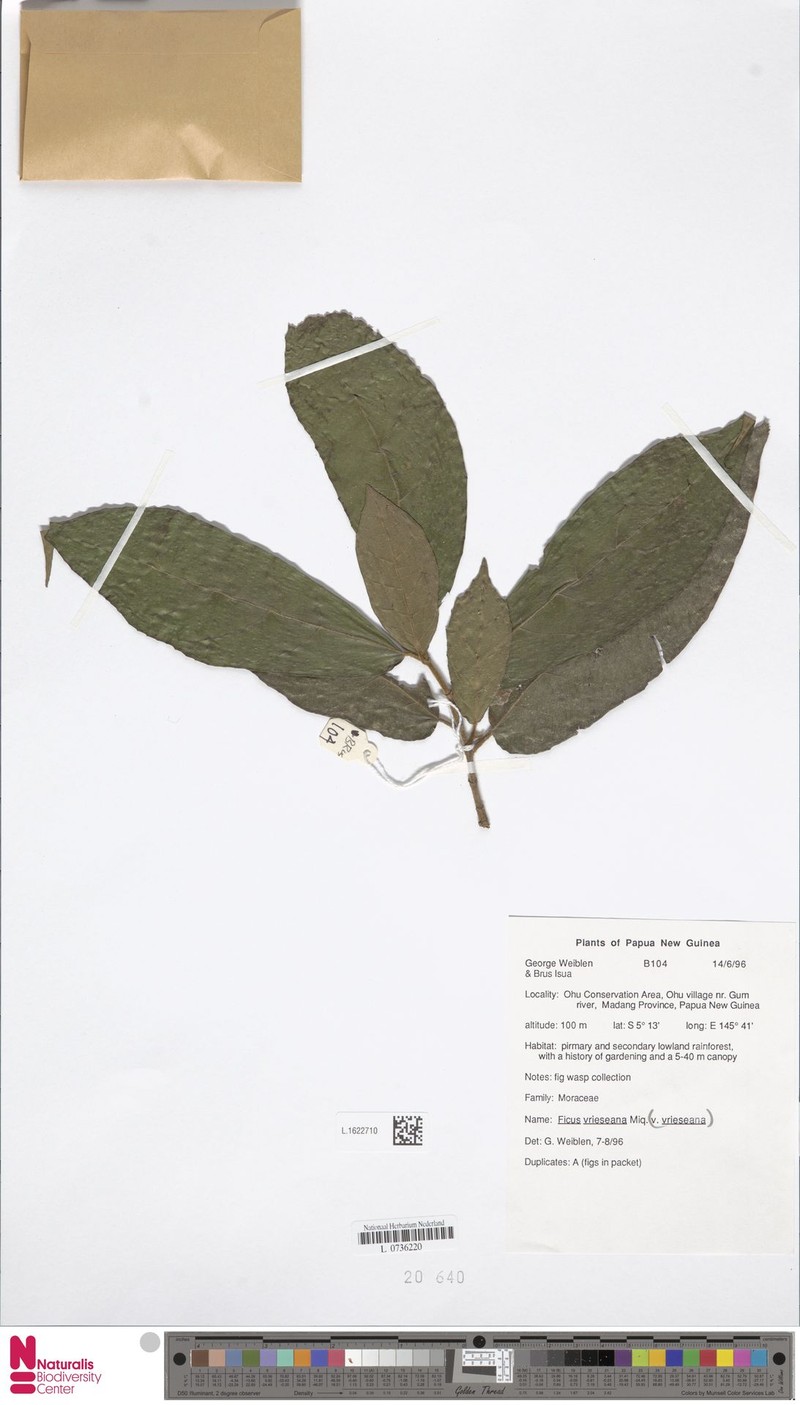 Ficus vrieseana