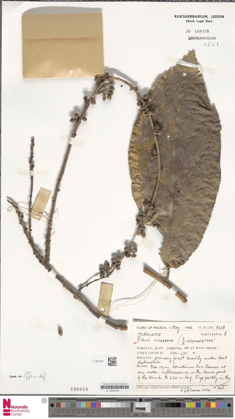 Ficus vrieseana photo 2