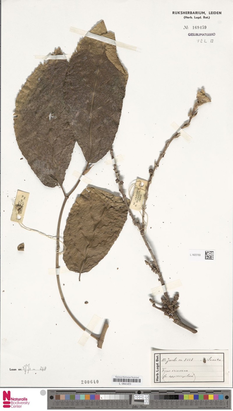 Ficus vrieseana photo 3