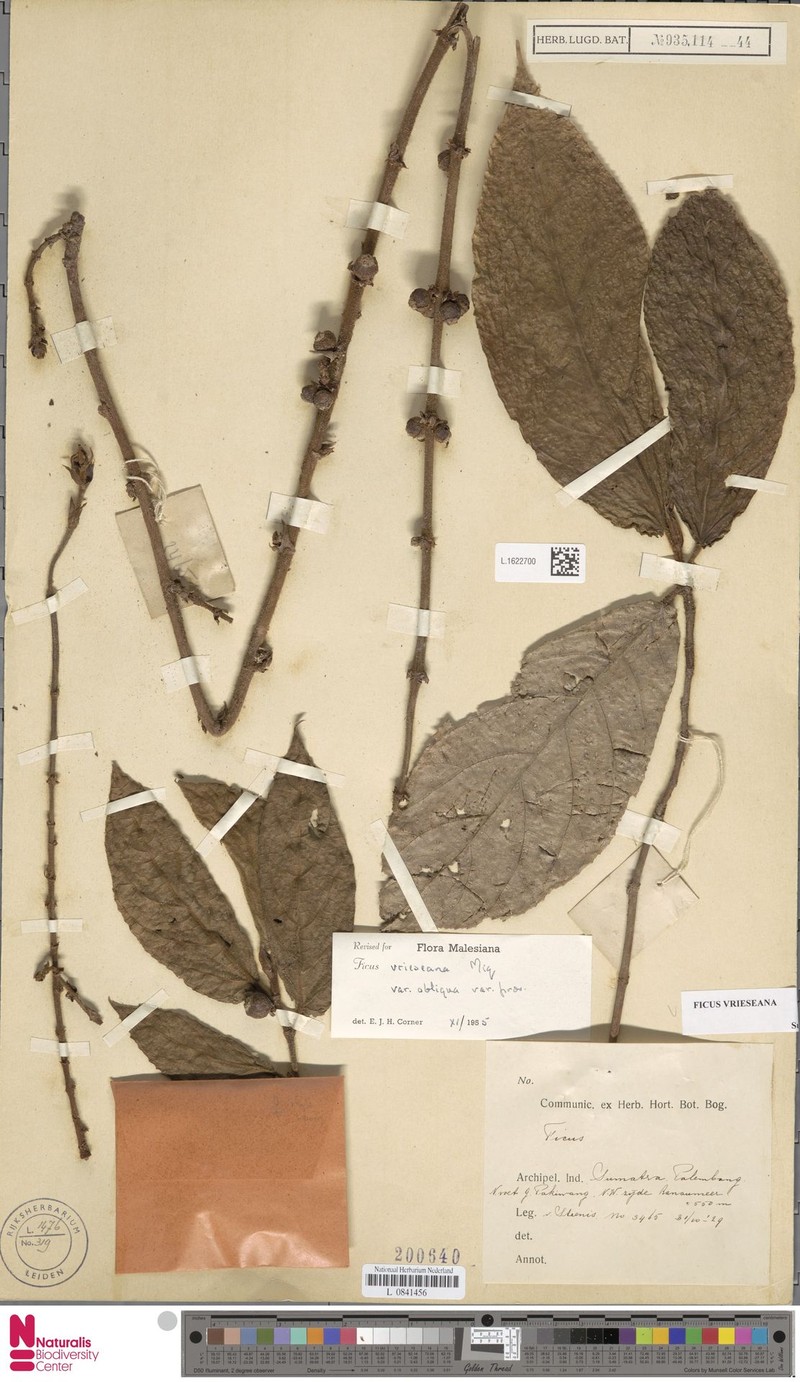 Ficus vrieseana photo 4
