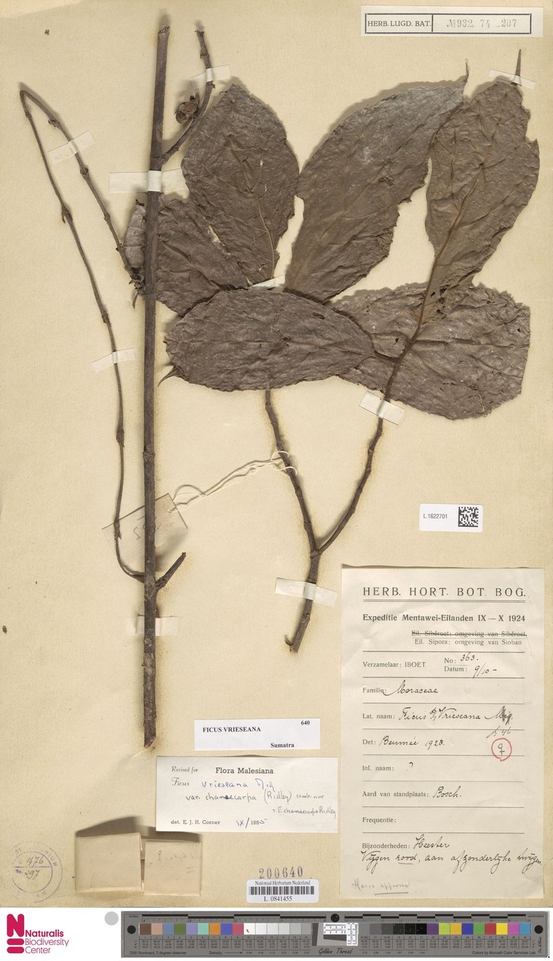 Ficus vrieseana photo 5