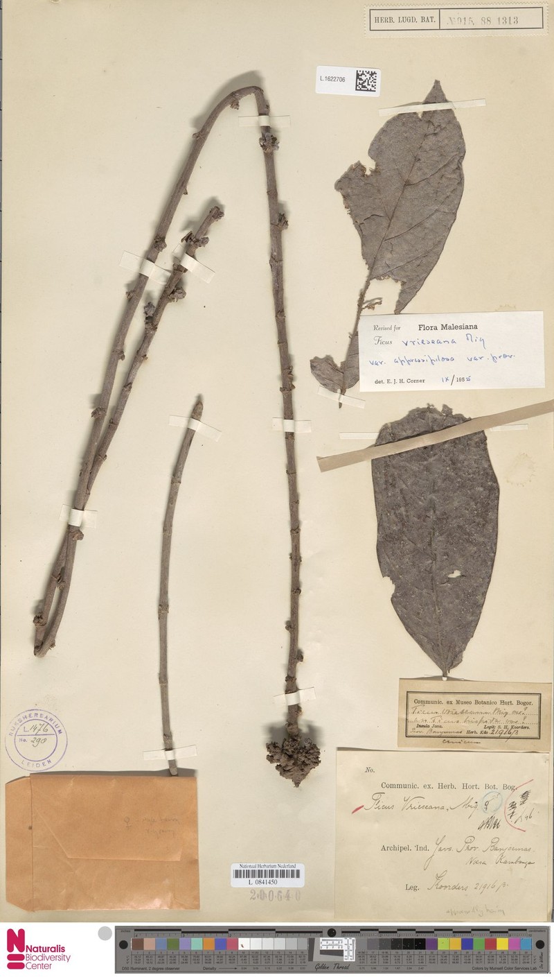 Ficus vrieseana photo 6