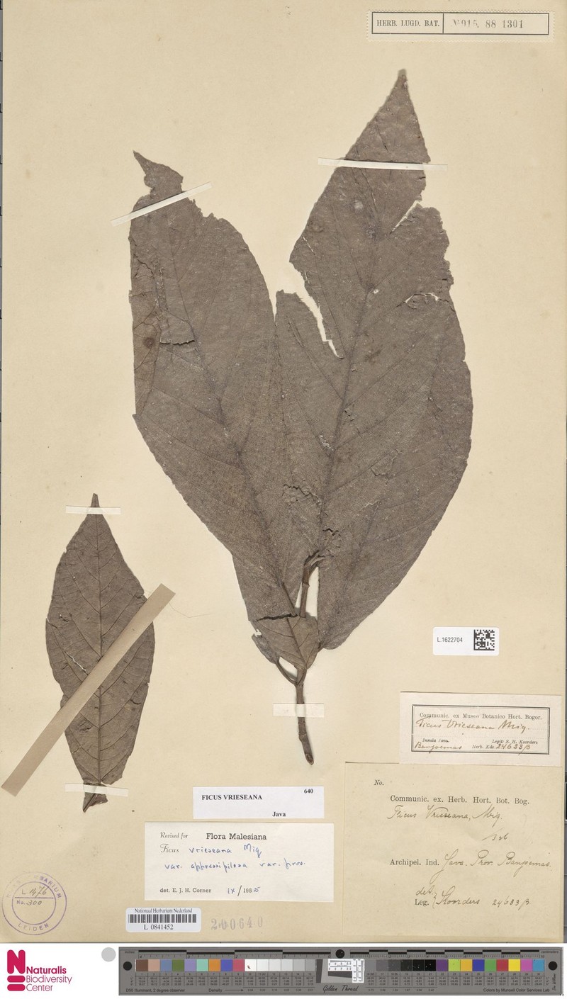 Ficus vrieseana photo 7