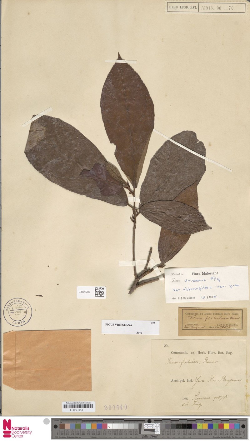 Ficus vrieseana photo 8