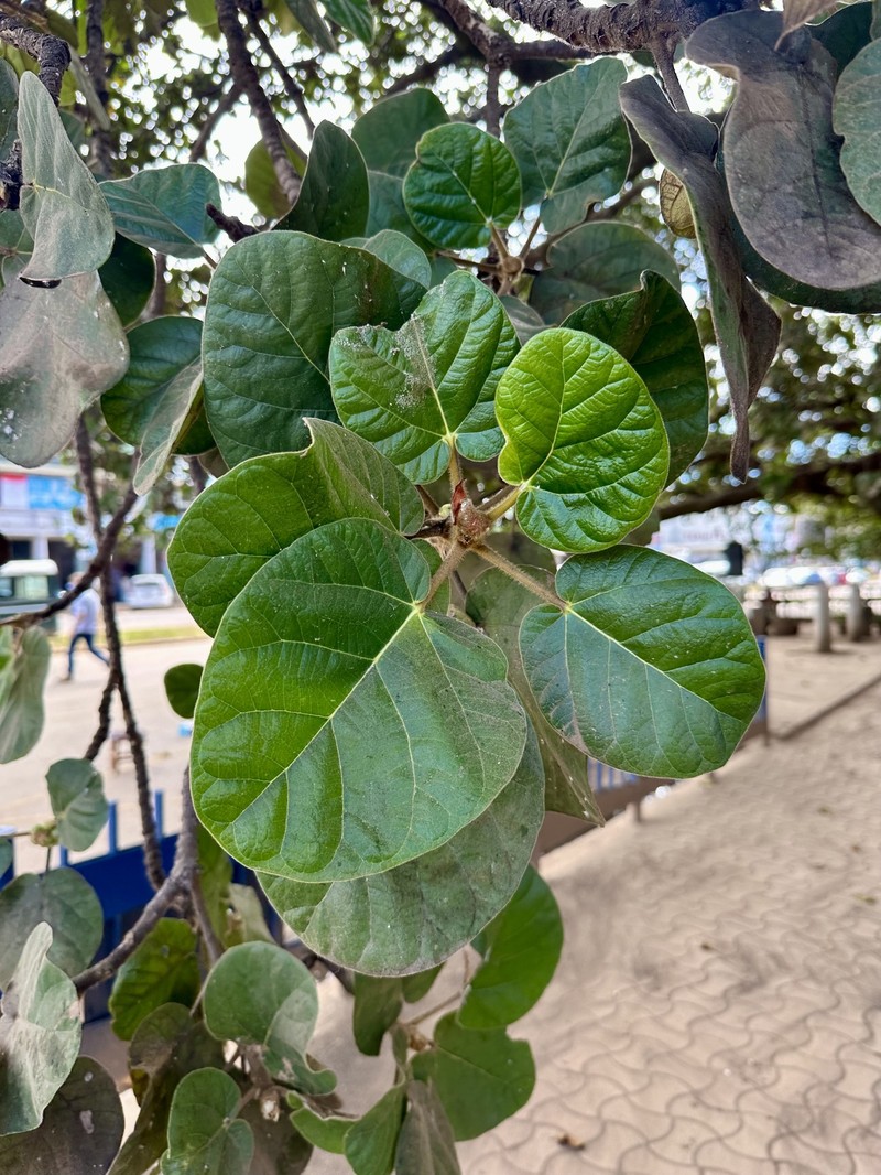 Ficus wakefieldii photo 2