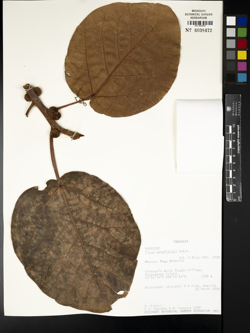 Ficus wakefieldii photo 3