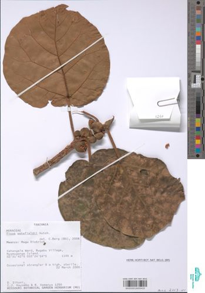 Ficus wakefieldii photo 4