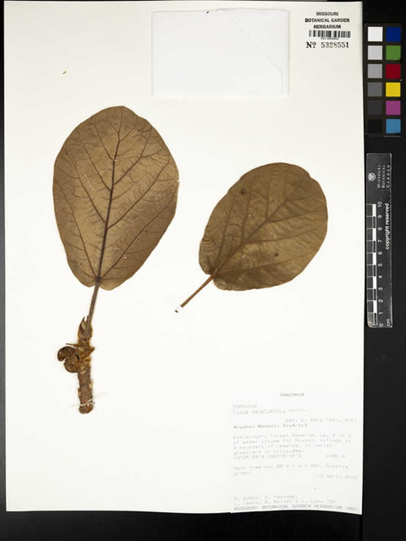 Ficus wakefieldii photo 5