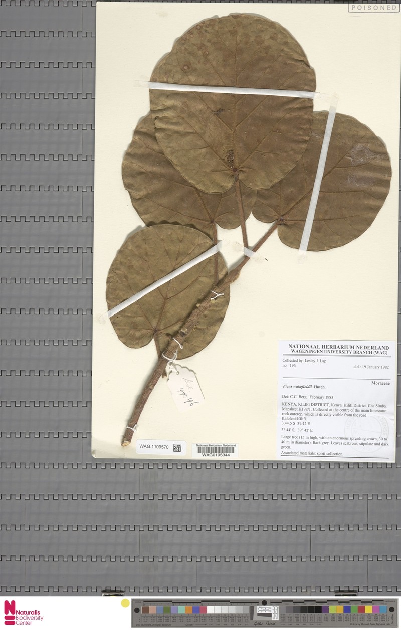 Ficus wakefieldii photo 6