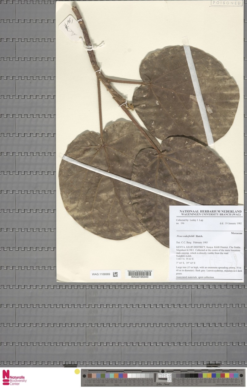 Ficus wakefieldii photo 7