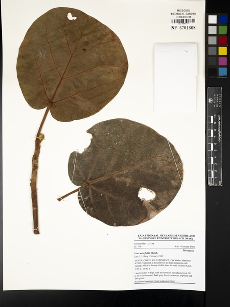 Ficus wakefieldii photo 8
