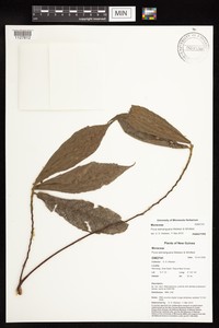 Ficus wamanguana