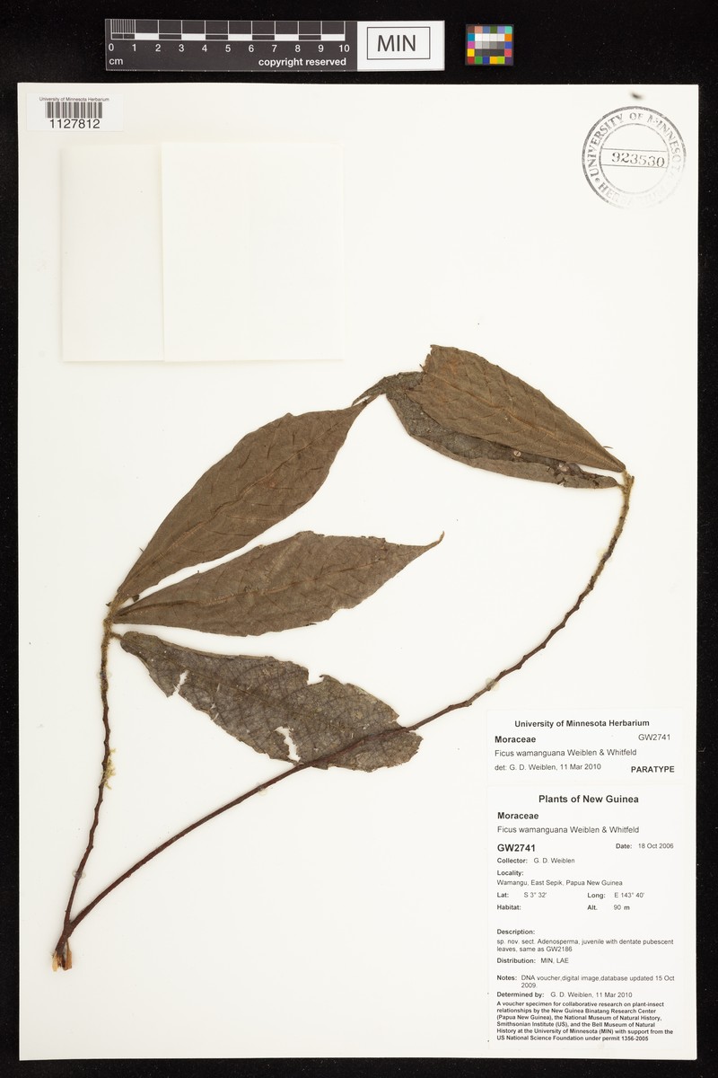 Ficus wamanguana