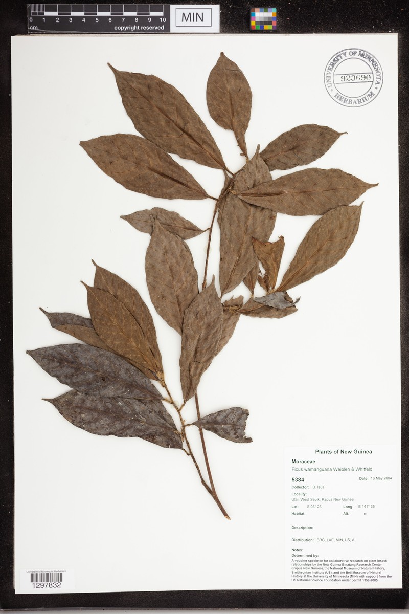 Ficus wamanguana photo 2