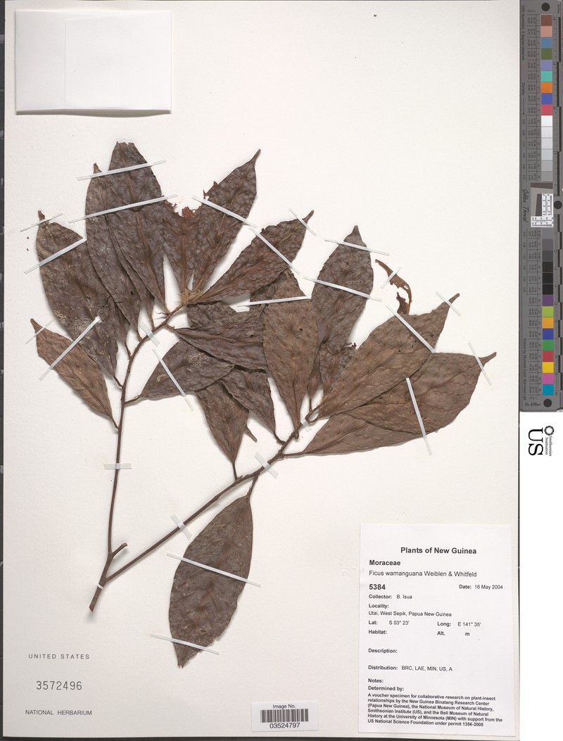 Ficus wamanguana photo 3