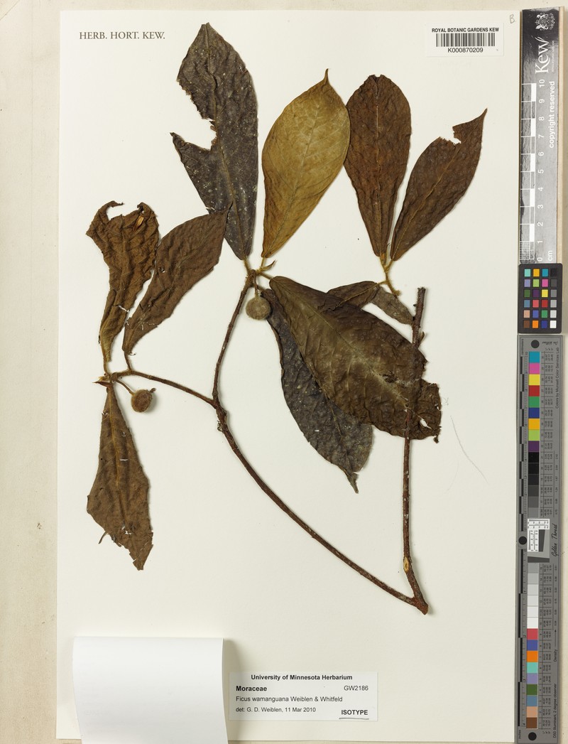 Ficus wamanguana photo 4
