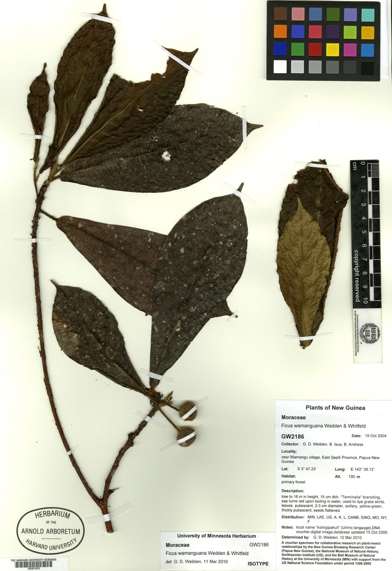 Ficus wamanguana photo 5