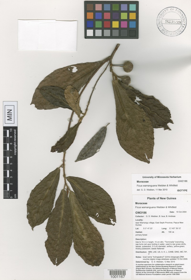 Ficus wamanguana photo 6