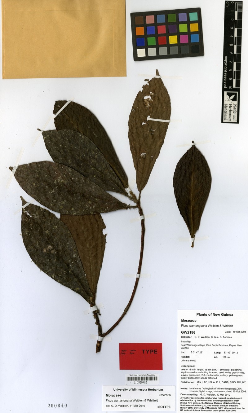 Ficus wamanguana photo 7