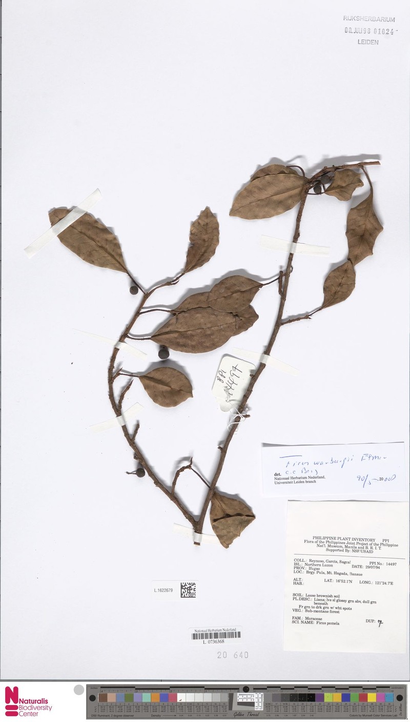 Ficus warburgii